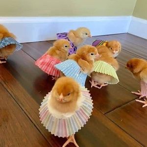 Meet your Posher, Janice